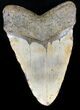 Huge Megalodon Tooth - North Carolina #31594-2